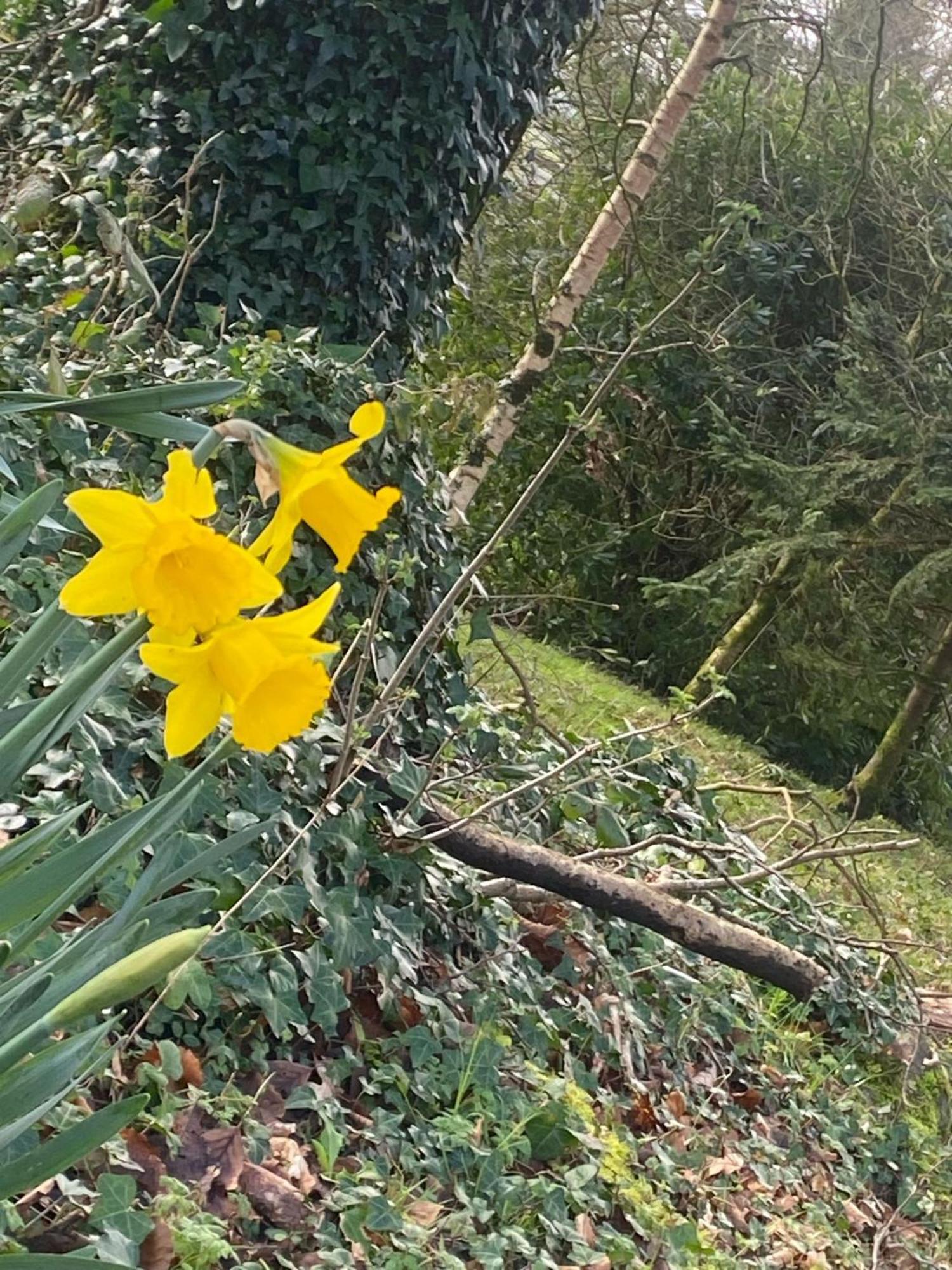 Ballyhoura Mountain Lodges Ballyorgan Luaran gambar